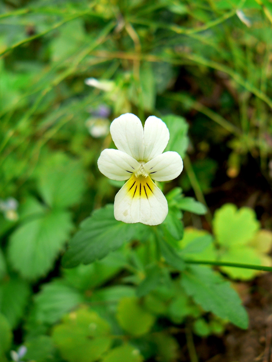 Image of Viola arvensis specimen.