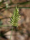 Agropyron cristatum