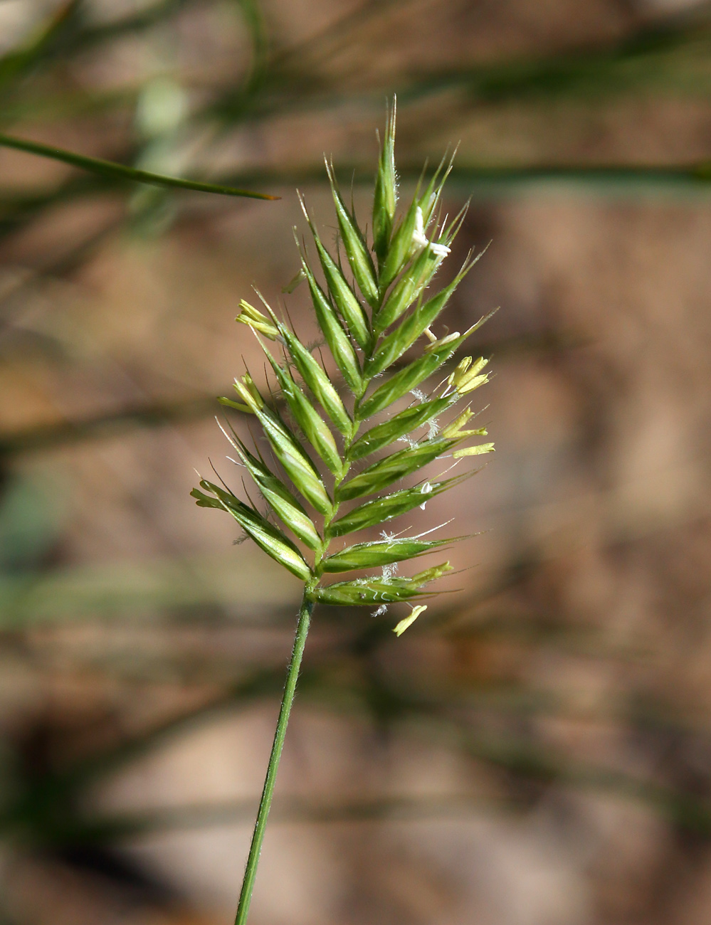 Image of Agropyron cristatum specimen.