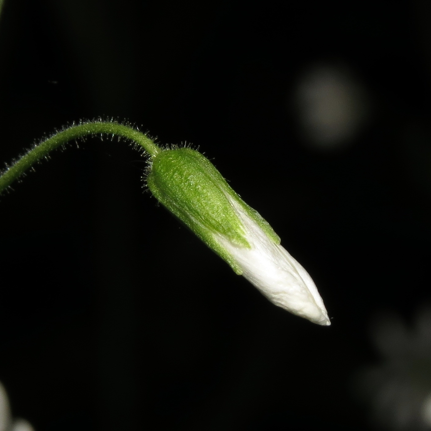 Image of Stellaria nemorum specimen.