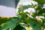 Datura stramonium