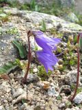 Campanula collina. Цветущее растение. Кабардино-Балкария, Эльбрусский р-н, долина притока р. Ирикчат, ок. 3200 м н.у.м., каменистый склон. 06.08.2018.