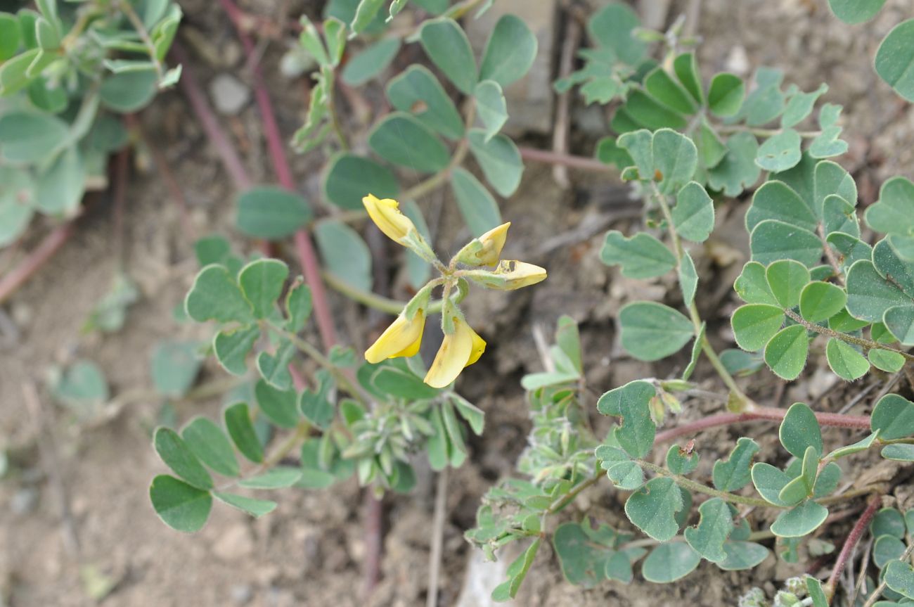 Image of genus Securigera specimen.