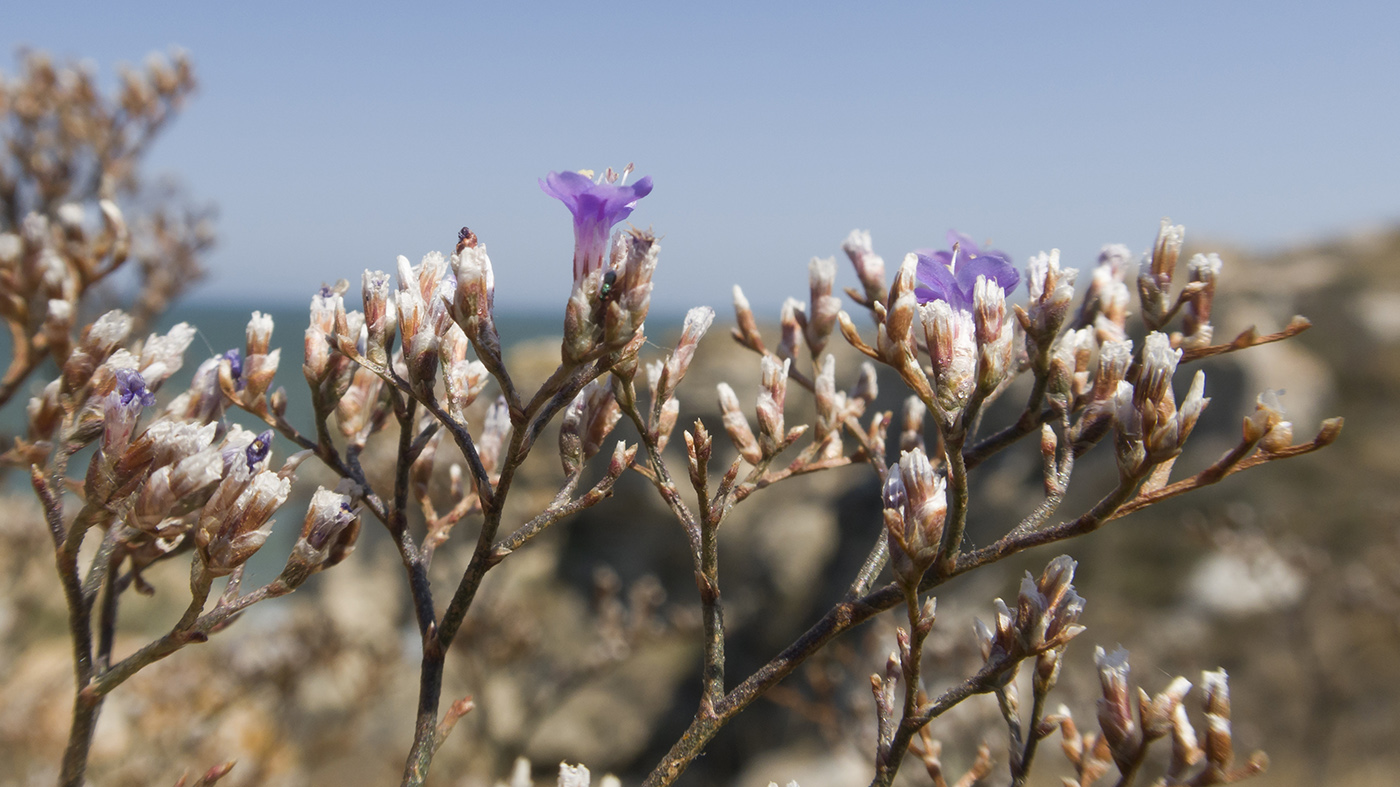 Изображение особи Limonium scoparium.