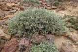 Helichrysum subspecies barrelieri