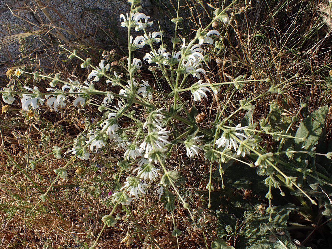 Изображение особи Salvia argentea.