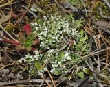 Cladonia foliacea. Таллом. Башкортостан, Кугарчинский р-н, окр. дер. Мурадымово, природный парк \"Мурадымовское ущелье\", долина р. Большой Ик, каменистый склон на скальном массиве вдоль реки. 3 сентября 2018 г.