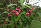 Euonymus europaeus. Ветви плодоносящего кустарника. Карачаево-Черкесия, Малокарачаевский р-н, Аликоновское ущелье. 10.09.2018.