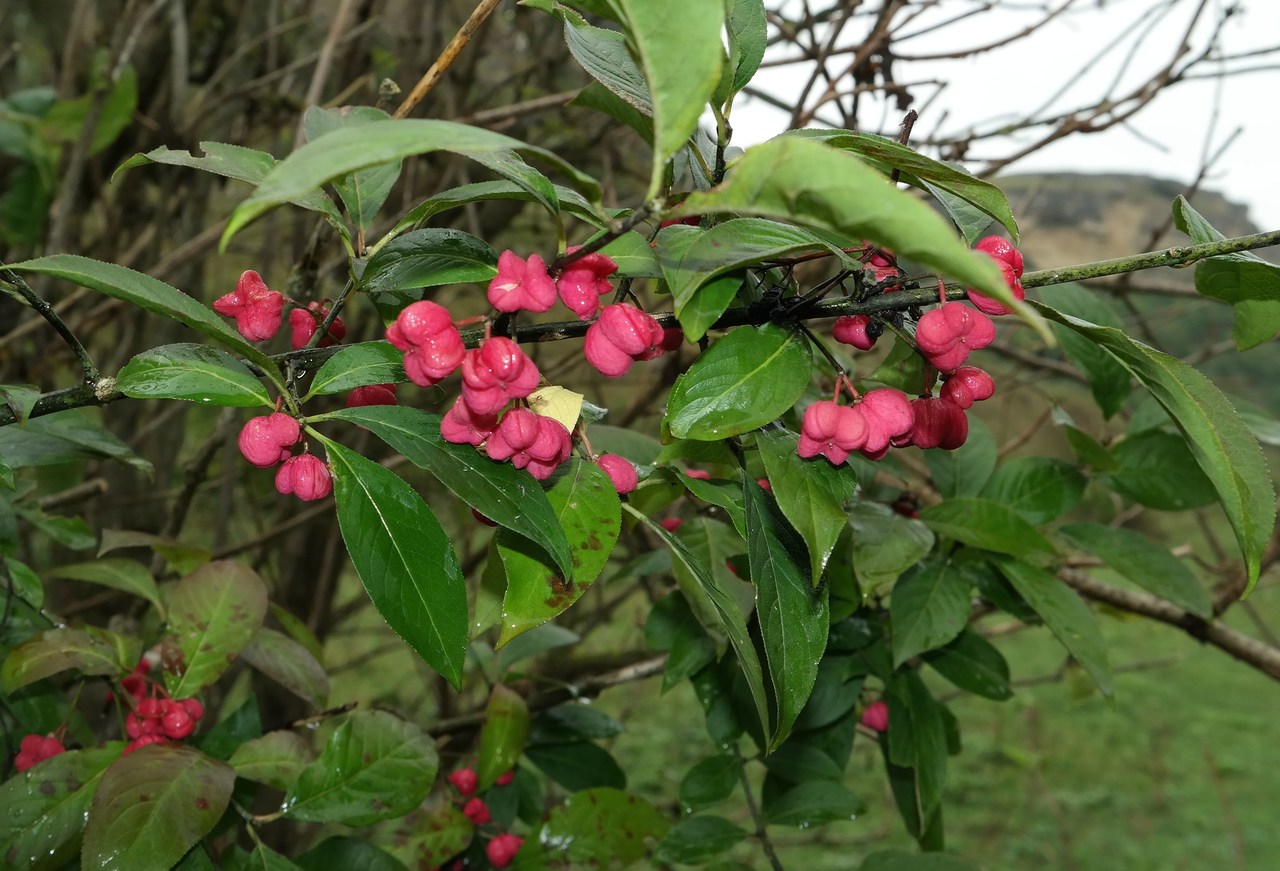 Изображение особи Euonymus europaeus.