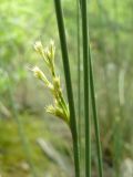 Juncus inflexus. Соцветие. Южный Берег Крыма, Ялта, ущелье Уч-Кош. 06.06.2010.