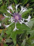 Centaurea montana