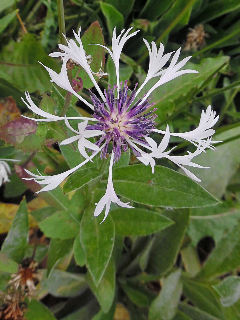 Image of Centaurea montana specimen.