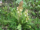 Pedicularis dubia. Цветущее растение. Кыргызстан, Ошская обл, Алайский р-н, Алайский хр., верховья р. Гульча под пер. Талдык, выше с. Ак-Босого, ≈ 2800 м н.у.м. 29 мая 2016 г.