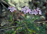 genus Thymus