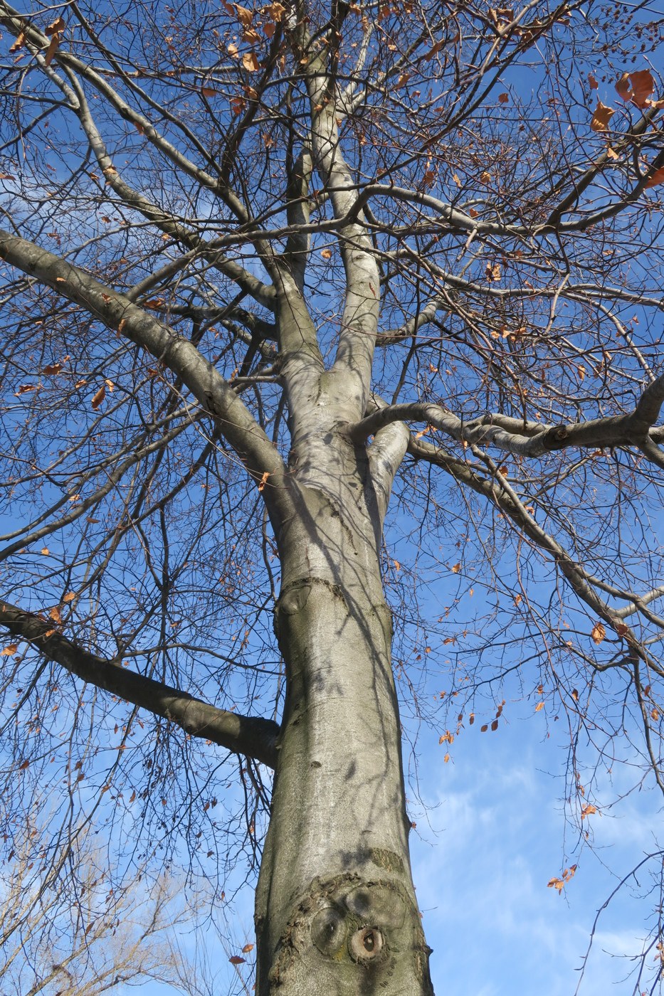 Image of Fagus sylvatica specimen.