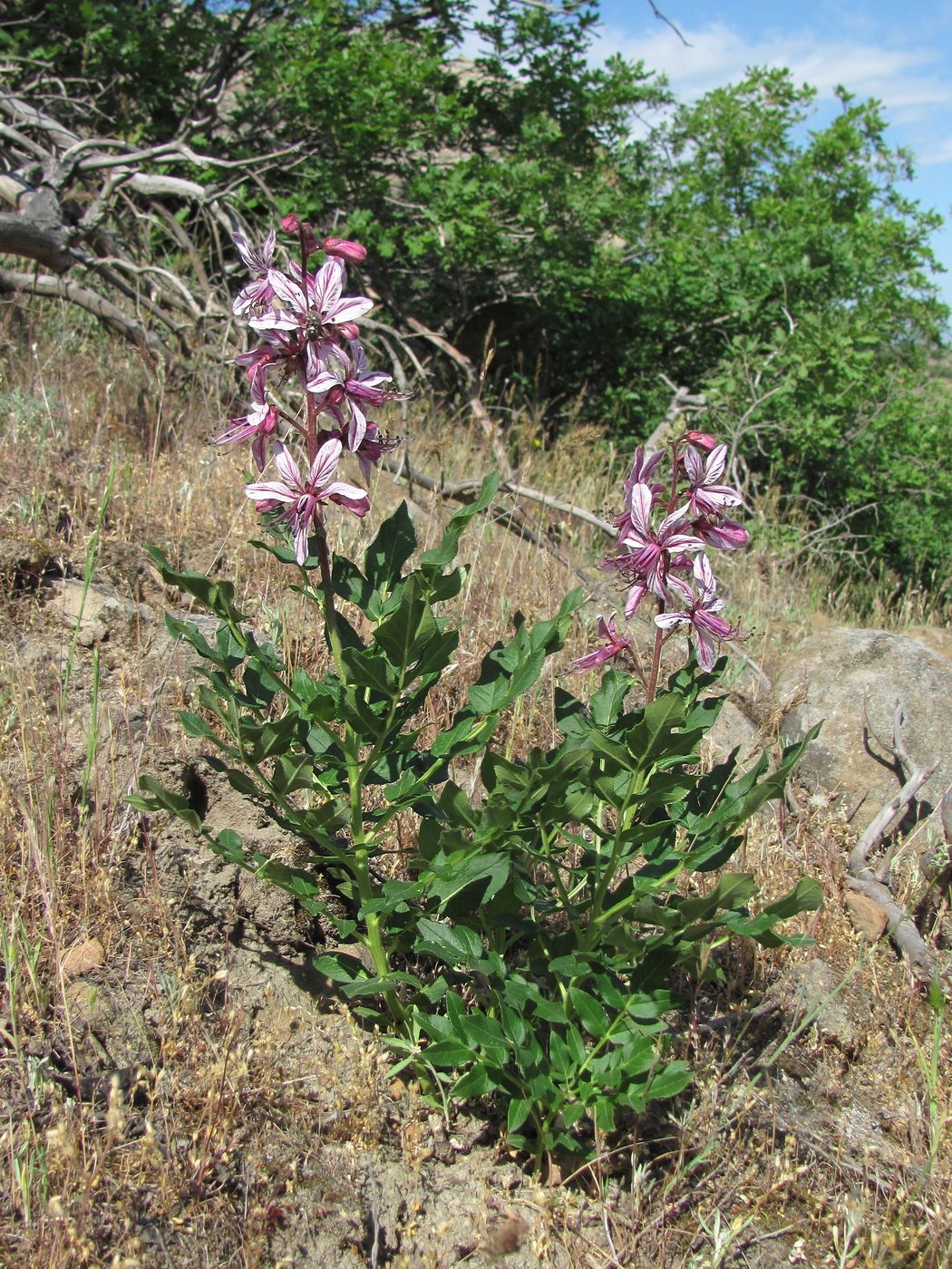 Изображение особи Dictamnus caucasicus.