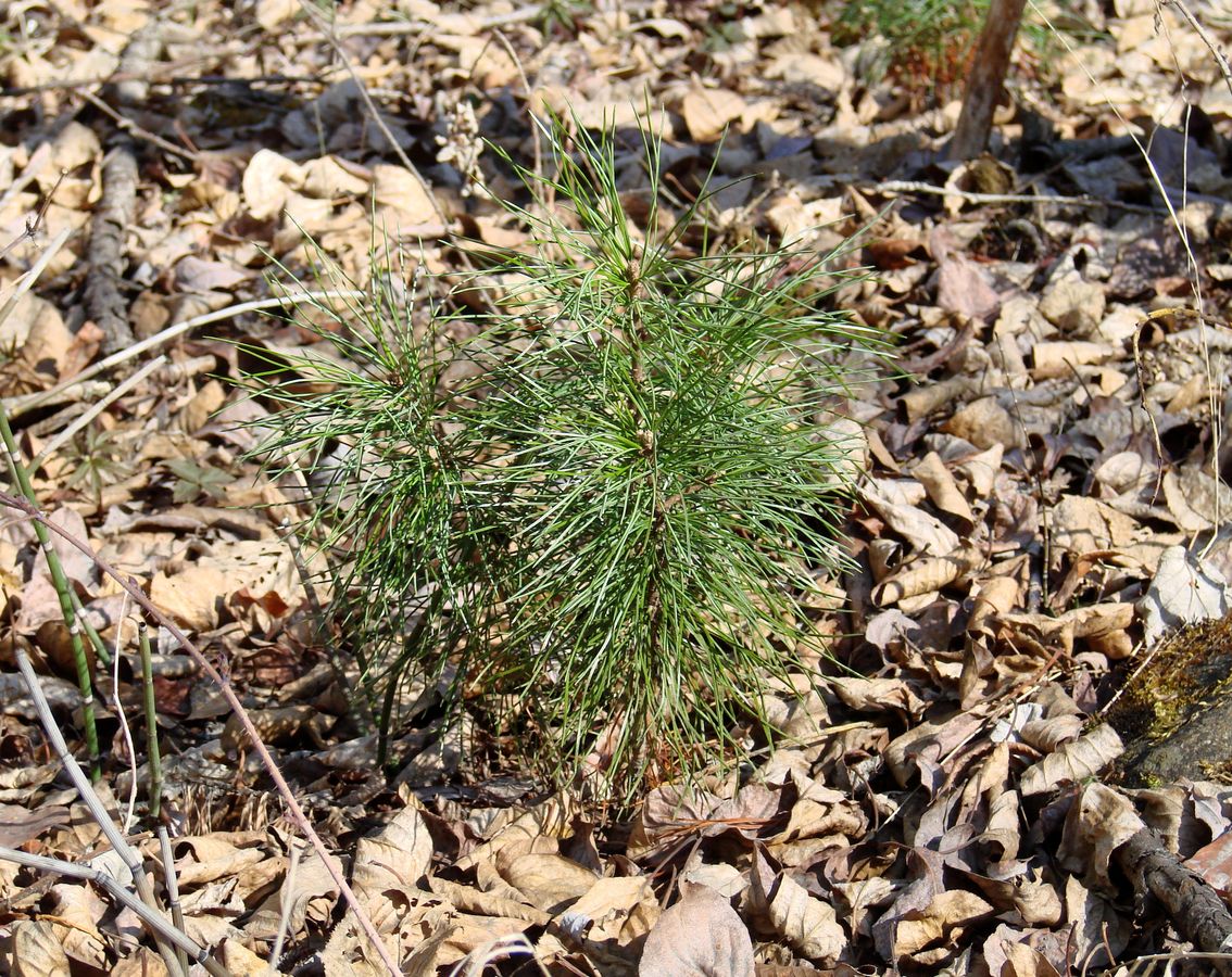 Изображение особи Pinus sibirica.