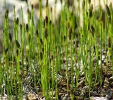 Equisetum palustre