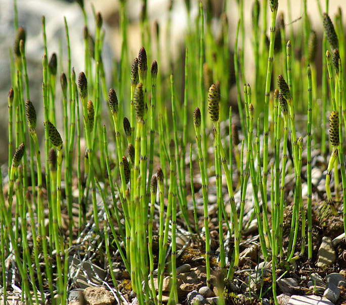 Изображение особи Equisetum palustre.