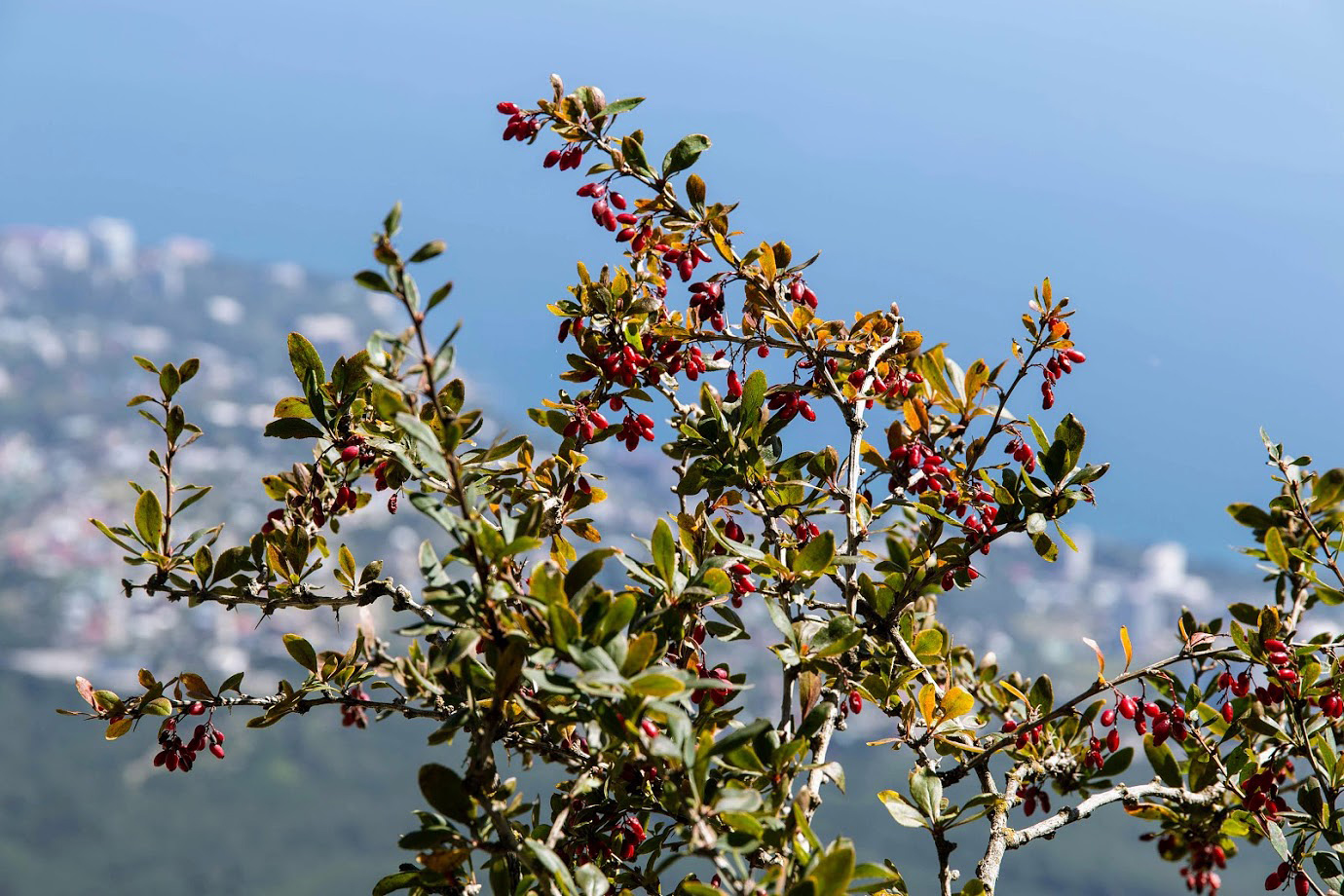 Изображение особи Berberis orientalis.