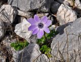 Anemone coronaria. Цветущее растение. Турция, национальный парк Олимпос-Бейдаглары, мыс Гелидония, каменистый склон. 04.01.2019.