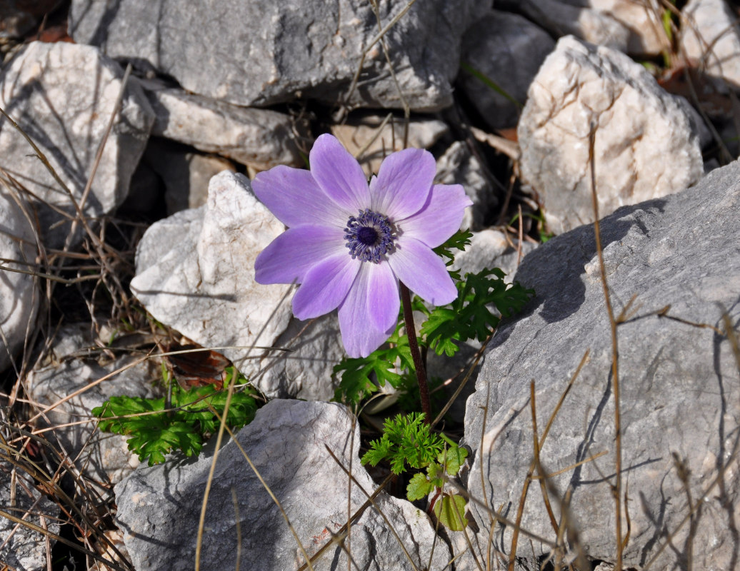 Изображение особи Anemone coronaria.