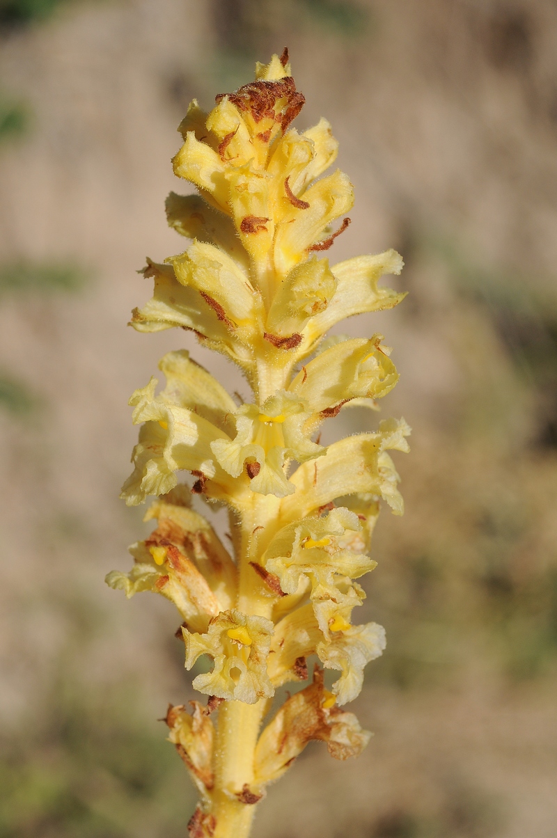 Image of Orobanche alsatica specimen.