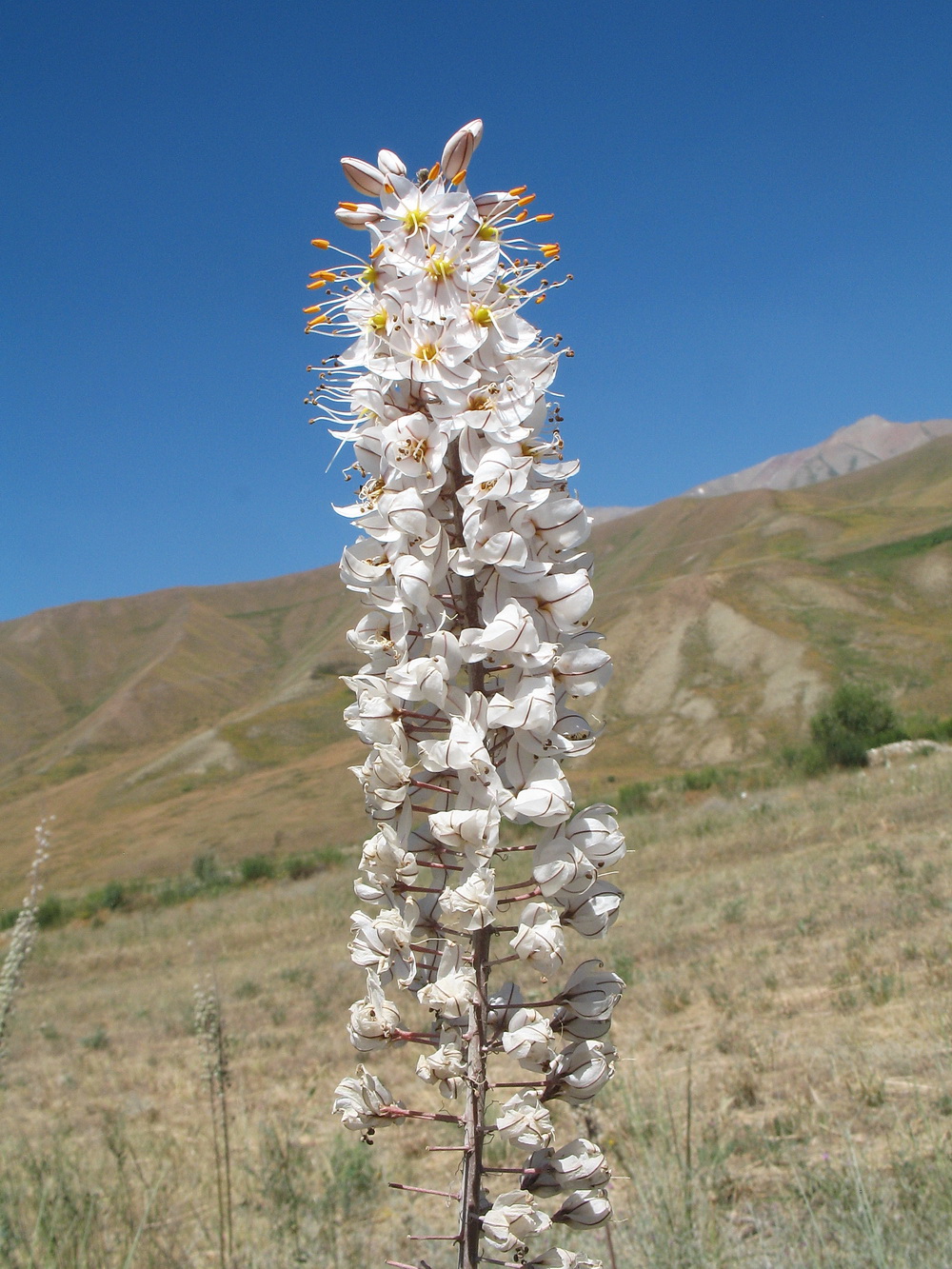 Изображение особи Eremurus tianschanicus.