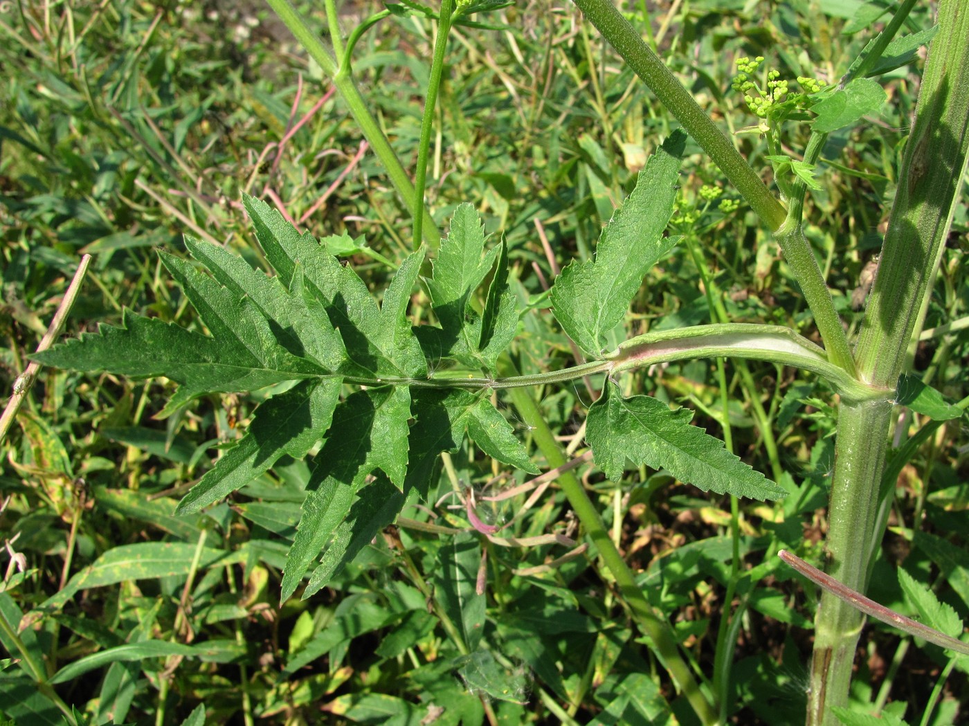 Image of Pastinaca sylvestris specimen.