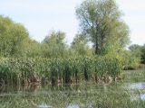 Typha latifolia. Плодоносящие растения. Казахстан, Восточно-Казахстанская обл., Уланский р-н, окр. с. Украинка, речка. 04.09.2005.