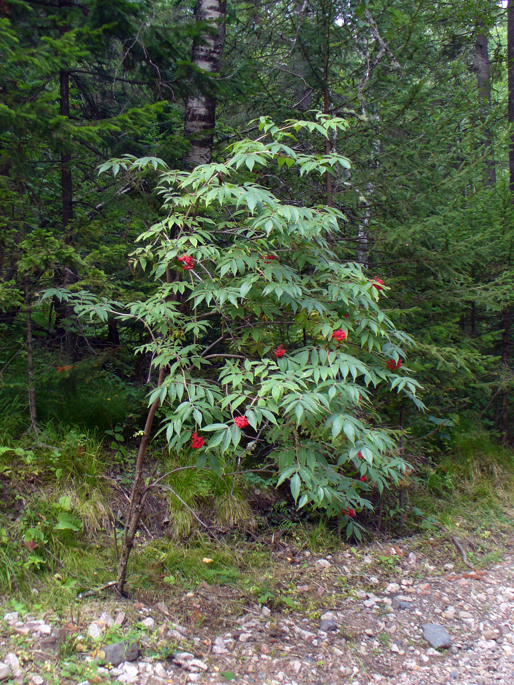 Изображение особи Sambucus sibirica.