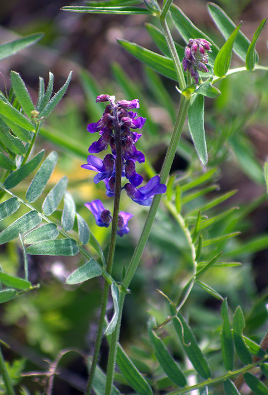 Image of Vicia cracca specimen.