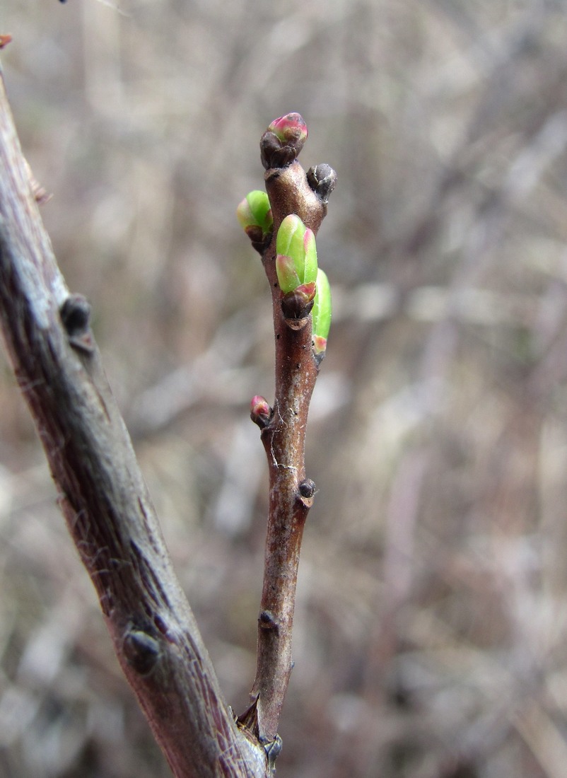Image of Vaccinium uliginosum specimen.