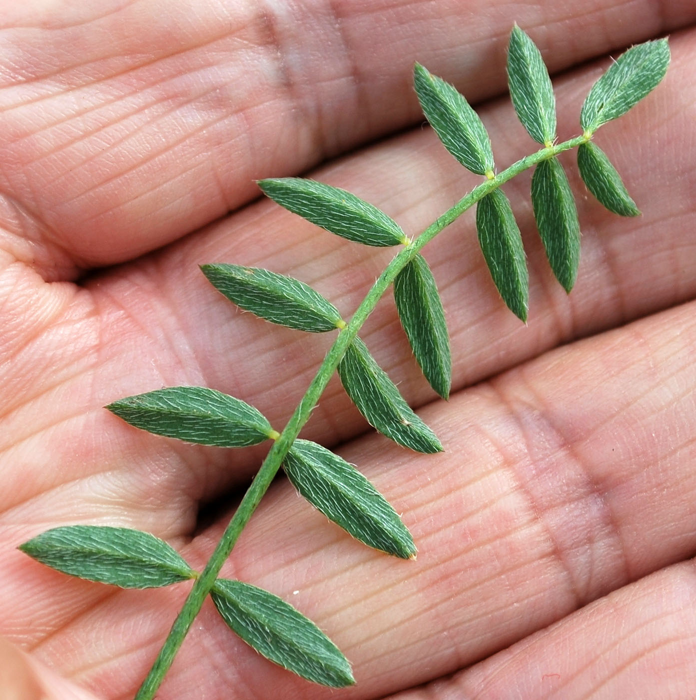 Изображение особи Astragalus dianthus.