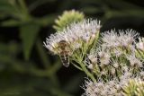 Eupatorium cannabinum