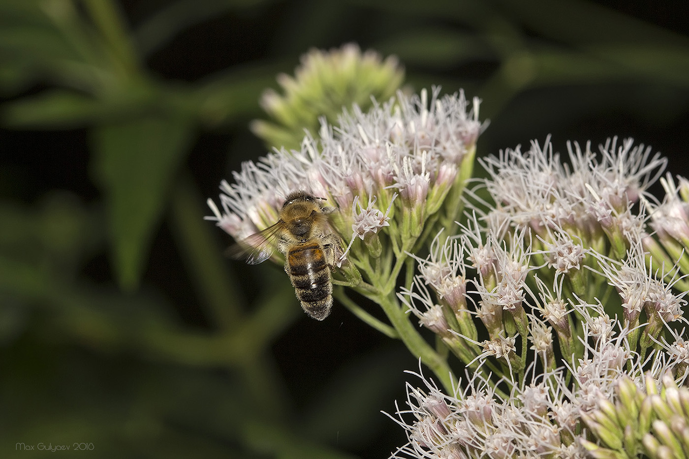 Изображение особи Eupatorium cannabinum.