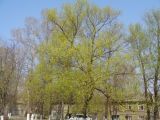 Изображение особи. Автор - Вадим Рыбаков