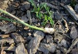 Allium sphaerocephalon
