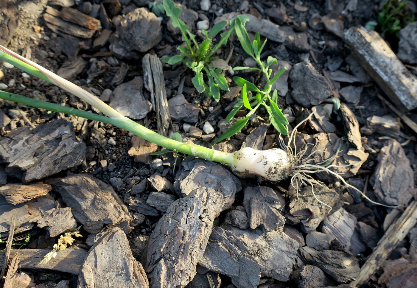 Image of Allium sphaerocephalon specimen.