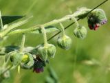 Cynoglossum officinale. Соцветие с завязавшимися плодами. Республика Алтай, Чемальский р-н, остепнённый луг-пастбище на скалистом правом берегу р. Катунь. 19.06.2010.