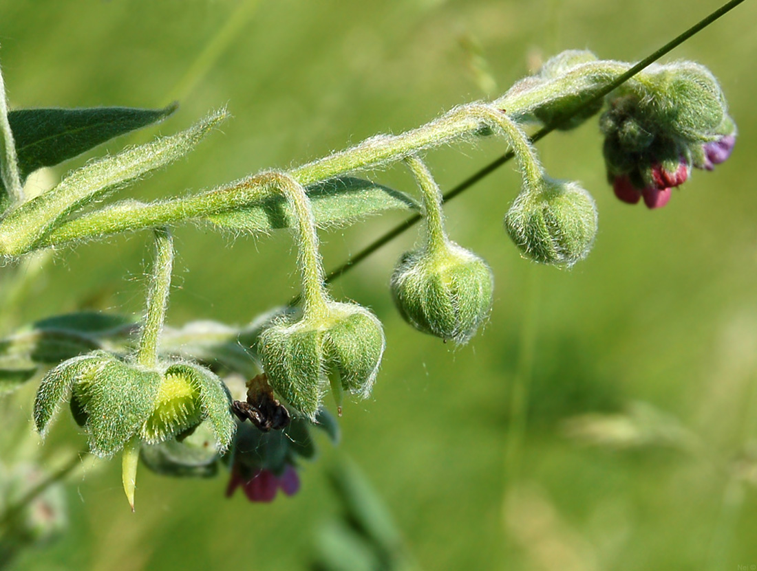 Image of Cynoglossum officinale specimen.