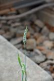 Triticum aestivum