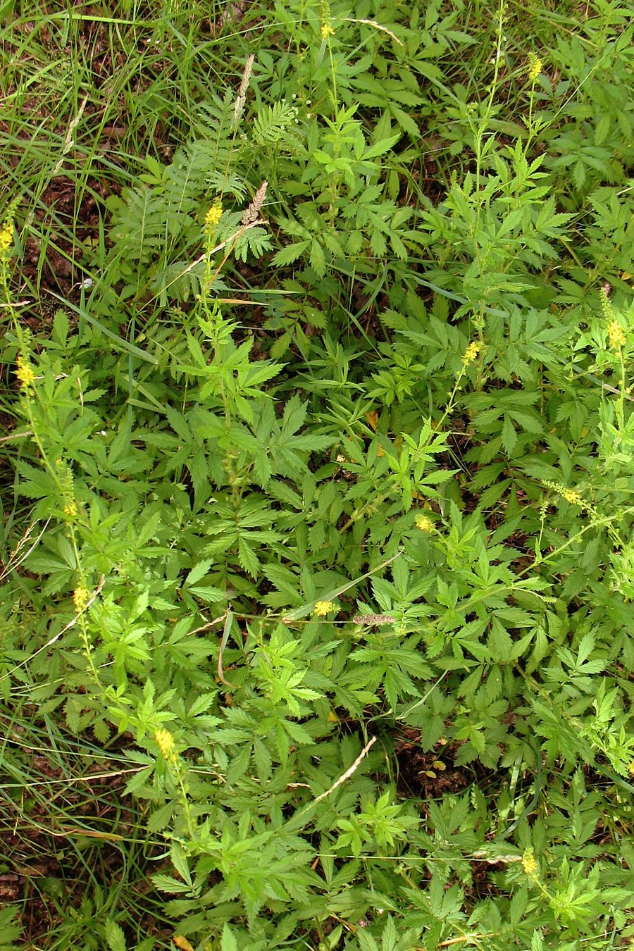 Image of Agrimonia pilosa specimen.