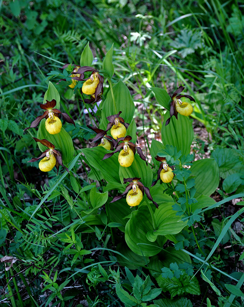 Изображение особи Cypripedium calceolus.