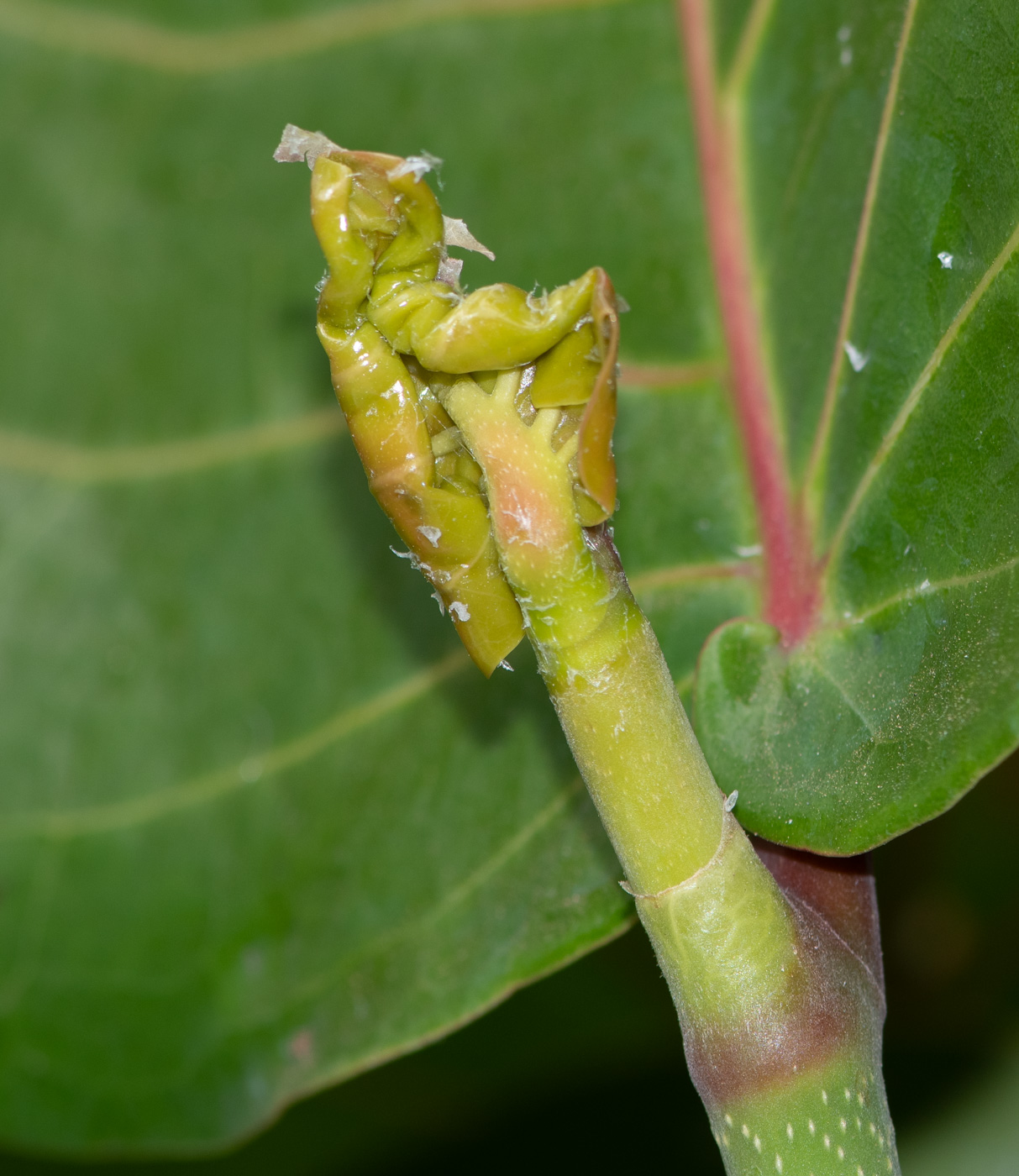 Image of Coccoloba uvifera specimen.