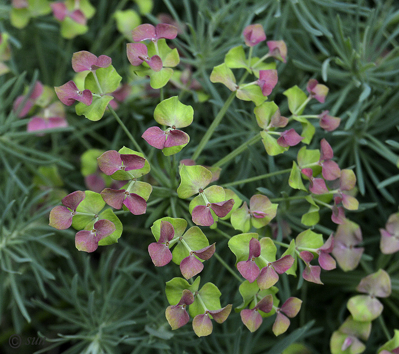 Image of Euphorbia cyparissias specimen.