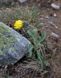 Hieracium alpinum