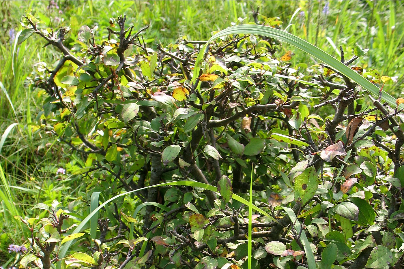 Image of Malus praecox specimen.
