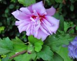 Hibiscus syriacus