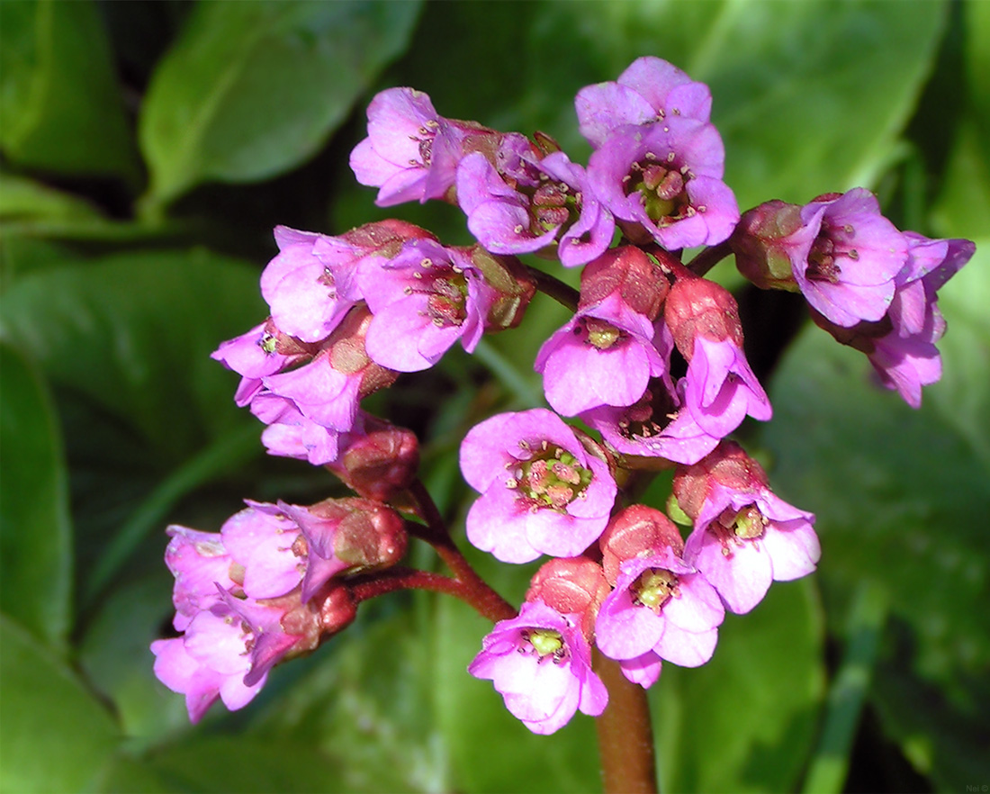 Изображение особи Bergenia crassifolia.